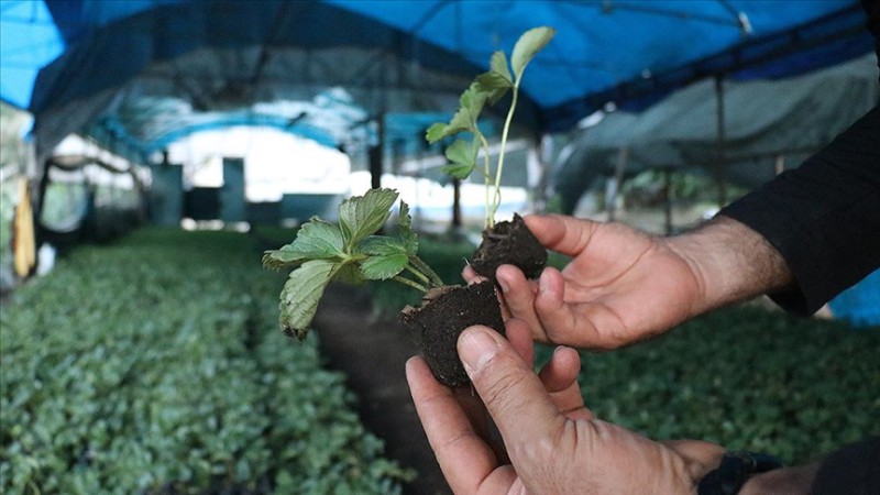 Hatay'ın sınır il&ccedil;esindeki &ccedil;ilek &uuml;reticileri kendi fidelerini yetiştiriyor